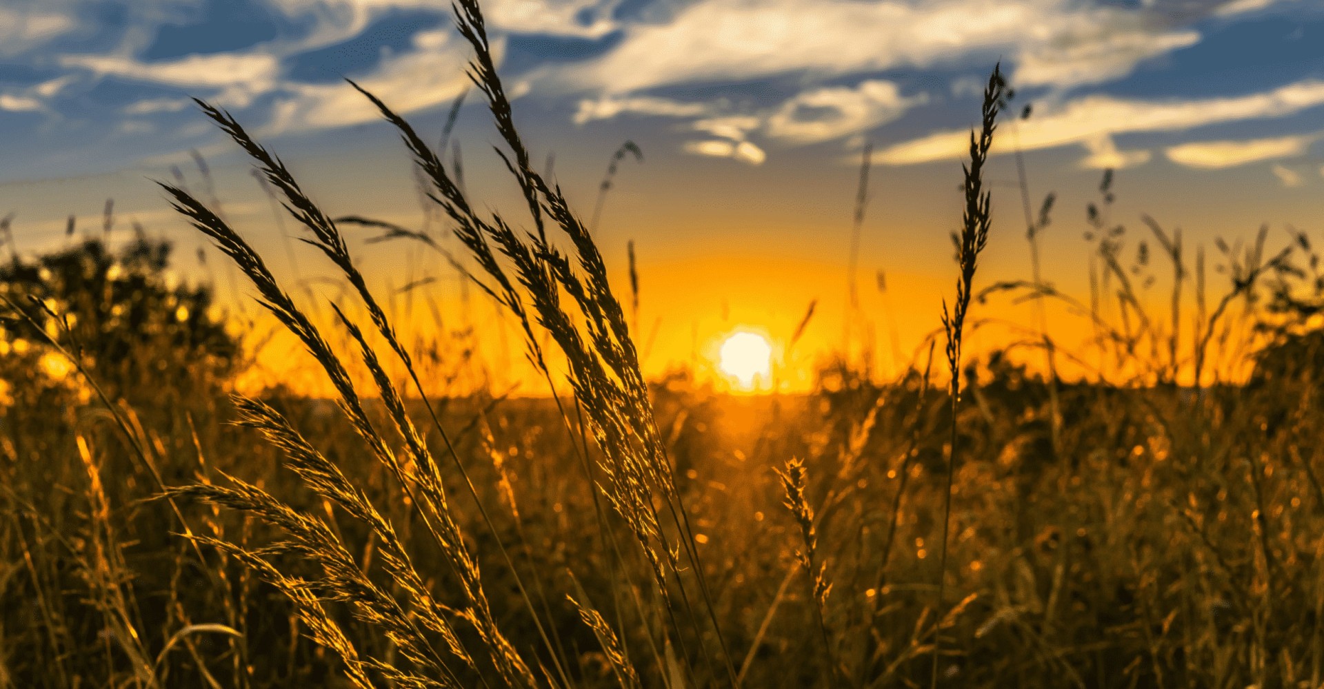 best plants for otago banner