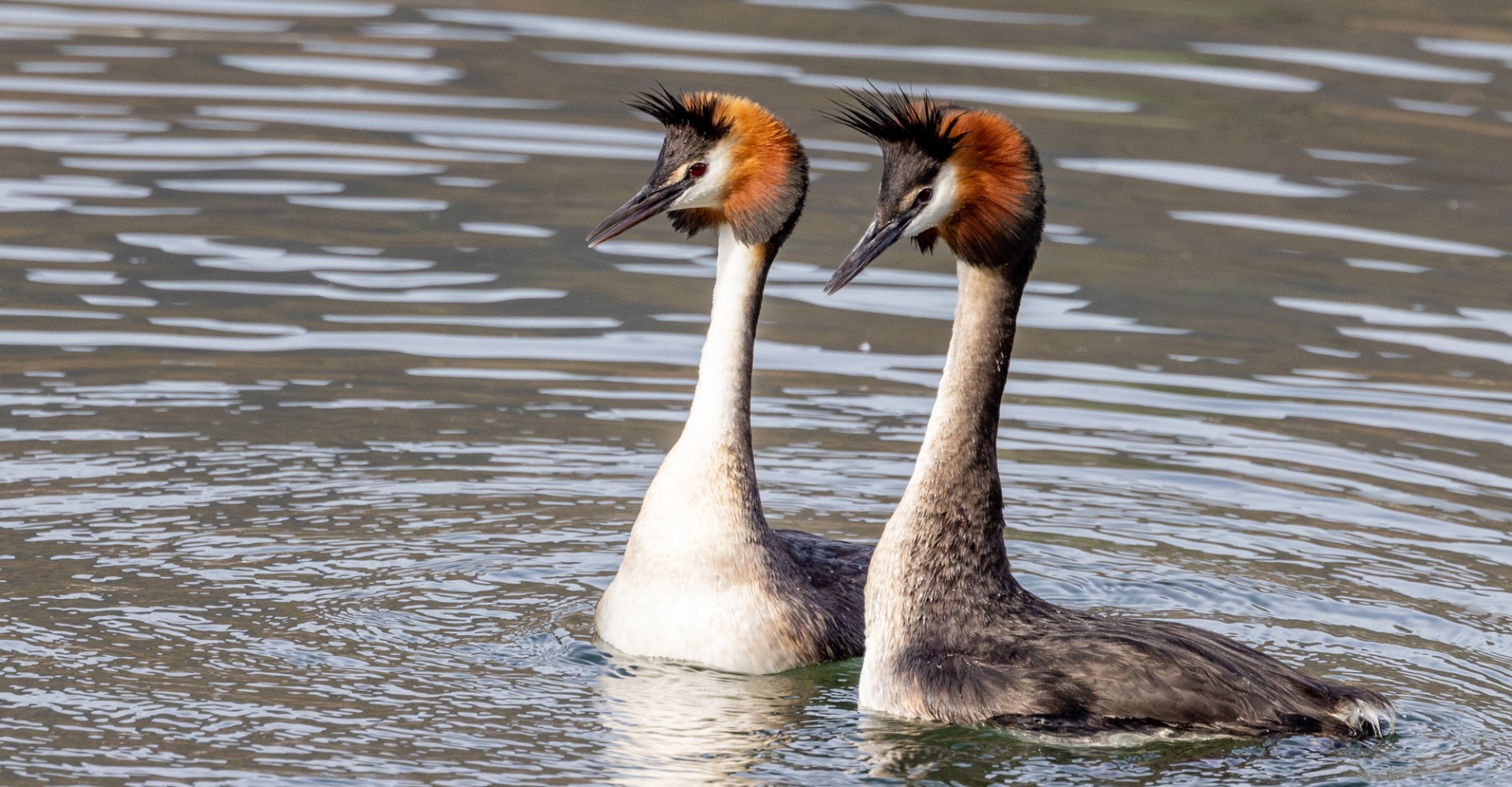 Australasian Crested Grebe