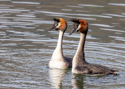 Australasian Crested Grebe