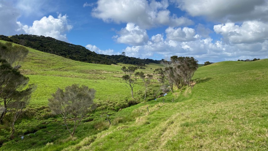 reset wetland restoration new zealand