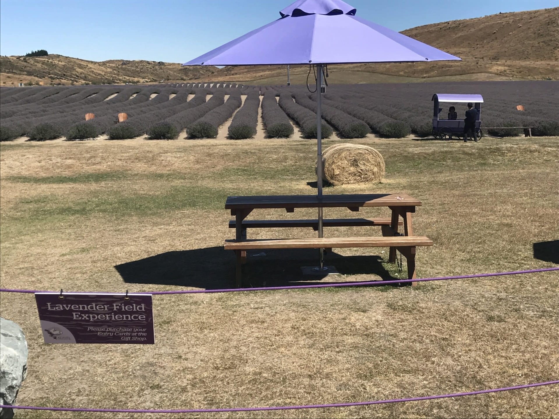 Pukaki Downs 4 Lavender Farm